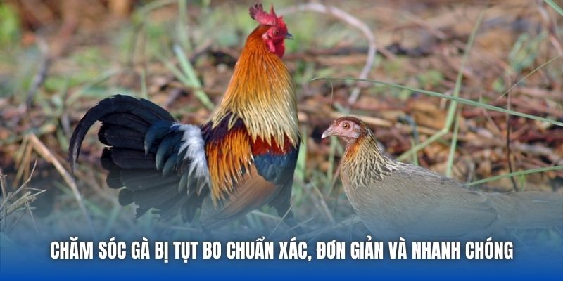 Chăm Sóc Gà Bị Tụt Bo Chuẩn Xác, Đơn Giản Và Nhanh Chóng