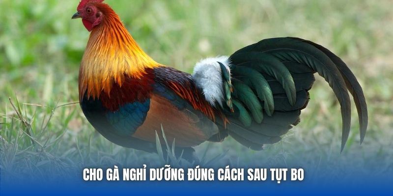 Cho gà nghỉ dưỡng đúng cách sau tụt bo