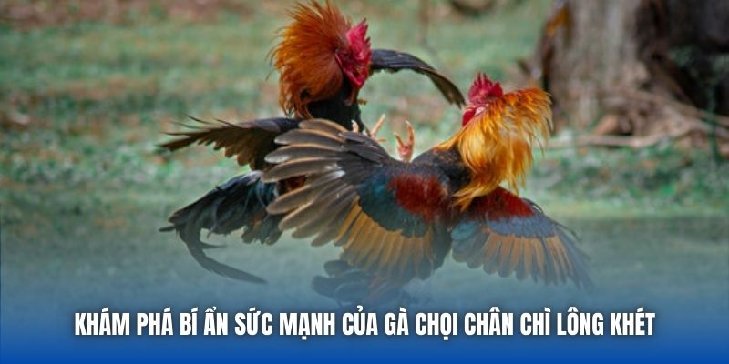 Khám phá bí ẩn sức mạnh của gà chọi chân chì lông khét