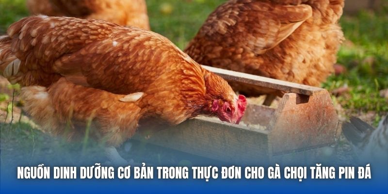 Nguồn dinh dưỡng cơ bản trong thực đơn cho gà chọi tăng pin đá